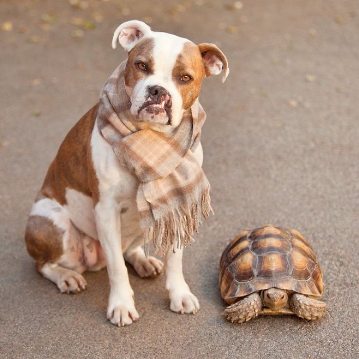 Самая неожиданная дружба между собакой и черепахой