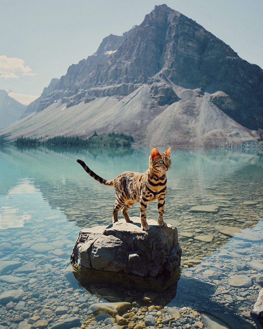 Кошка, которая путешествует по самым невероятным местам