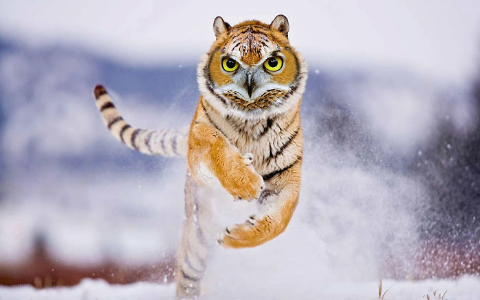 10 необычных гибридов кошек и птиц, созданных в Photoshop